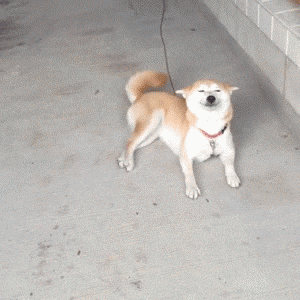 happy dog smiling and wagging tail