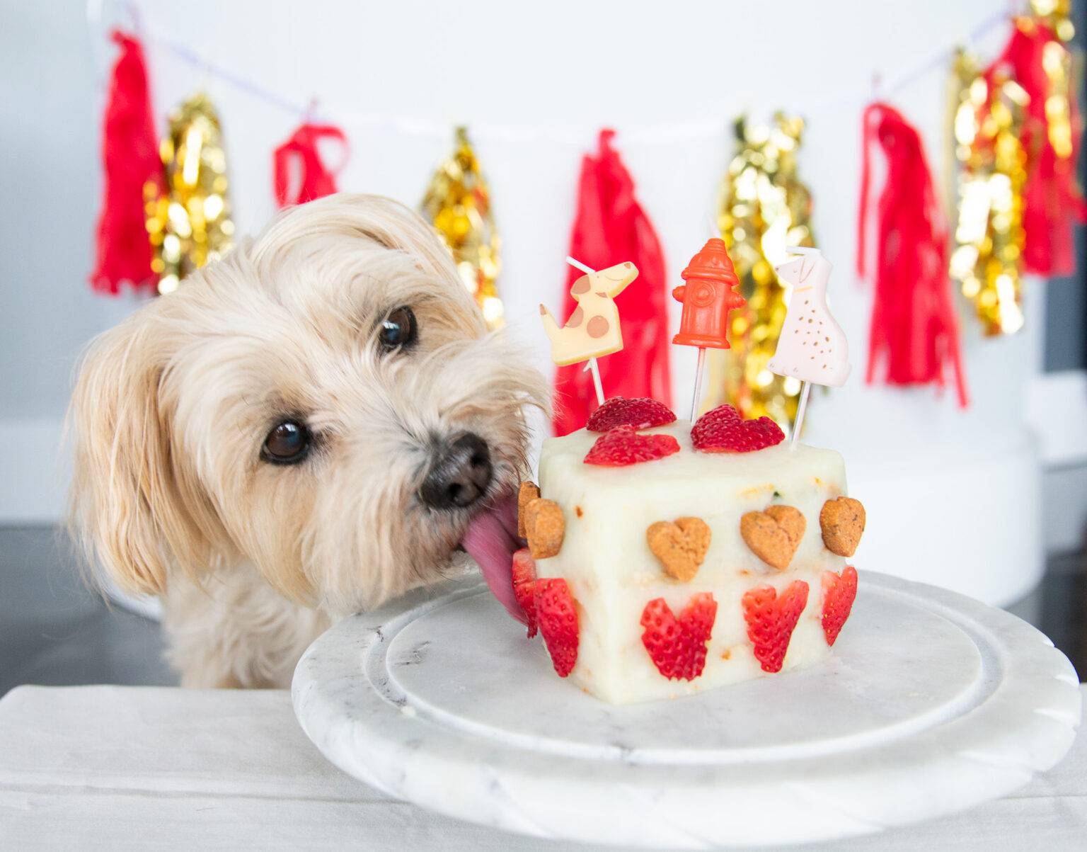 Teddy licking his dog approved homemade birthday cake