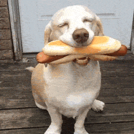 A happy dog wags his tail and closes his eyes in bliss with a huge hot dog in his mouth.