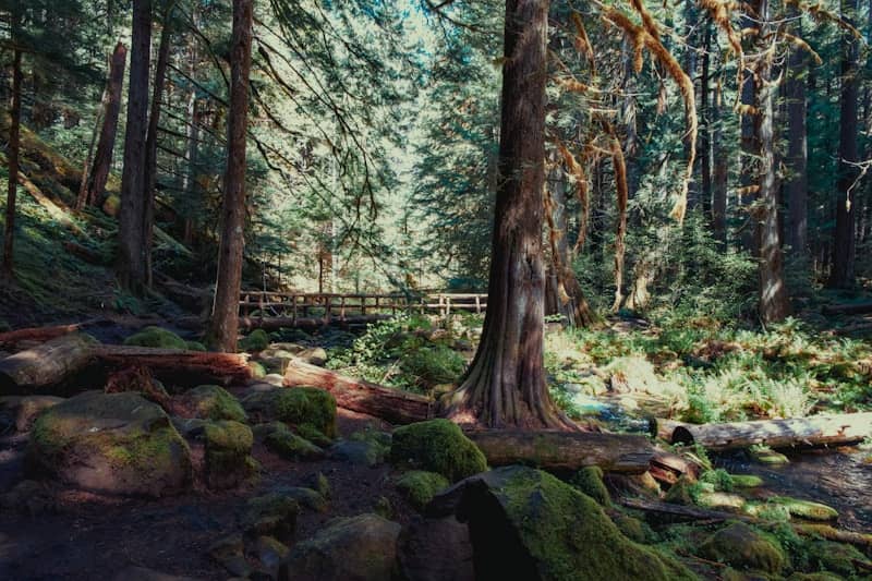 A wooden bridge crosses a stream in a lush forest.