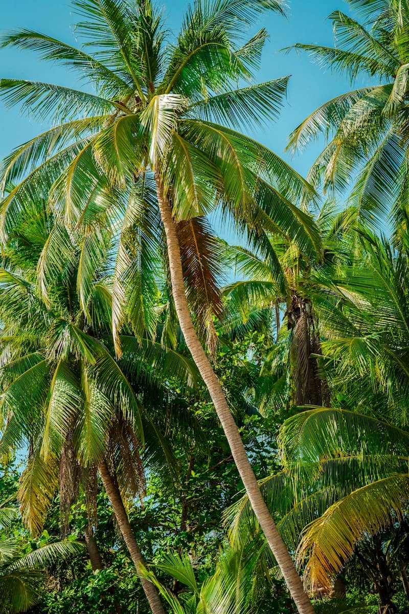 Lush palm trees reach toward a clear, blue sky.
