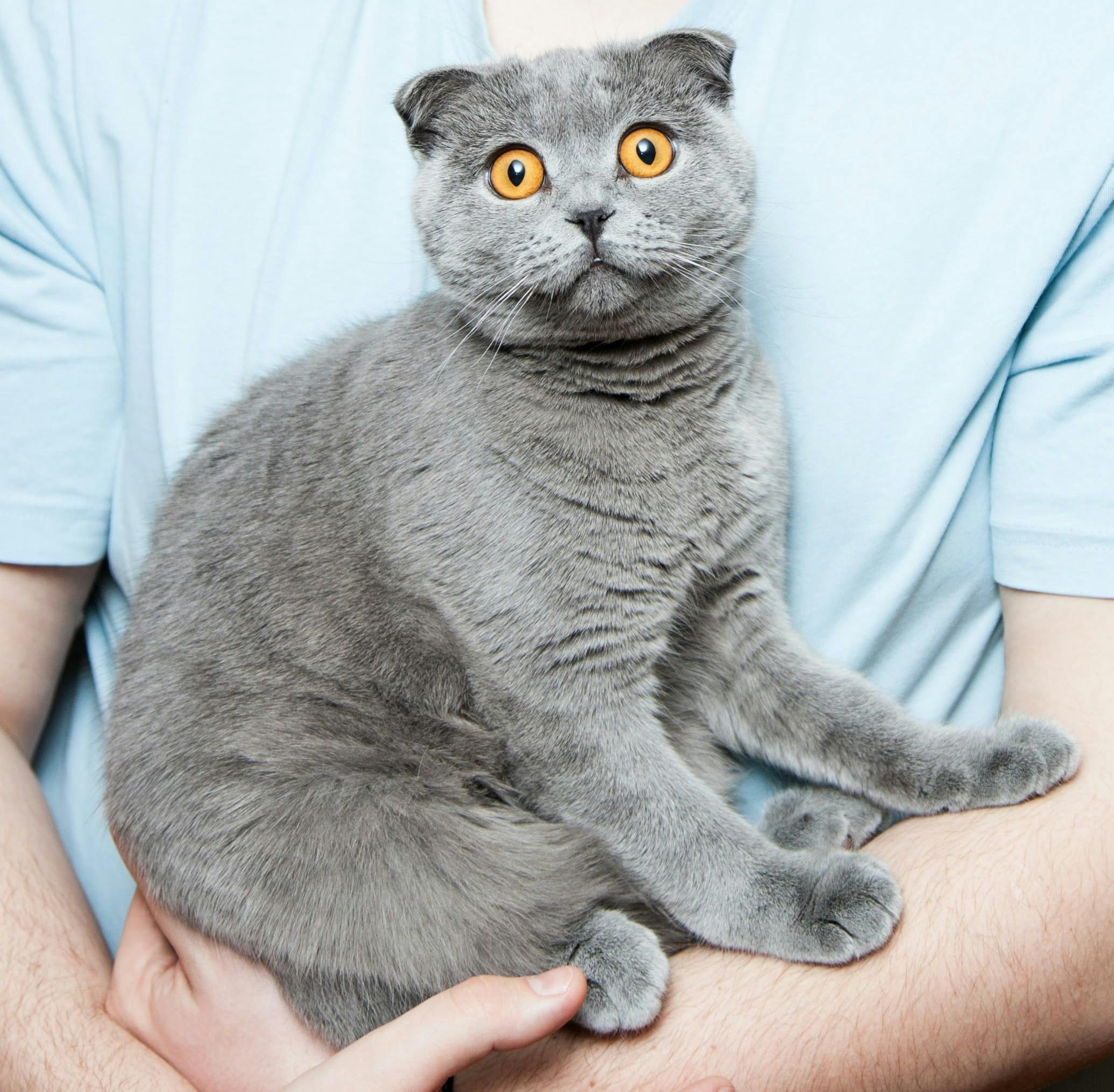 A grey cat with big yellow eyes... the cat is scared with big, wide eyes and dropped ears.