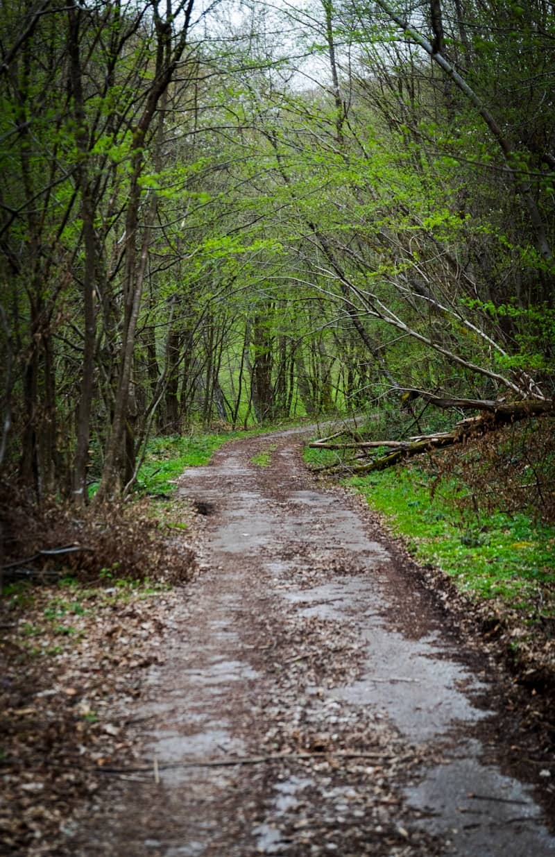 A dirt path winds through a dense green forest.