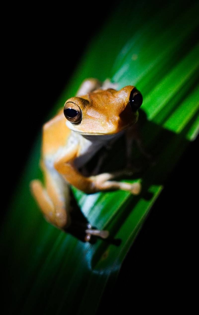 A light brown frog sits on a green leaf.