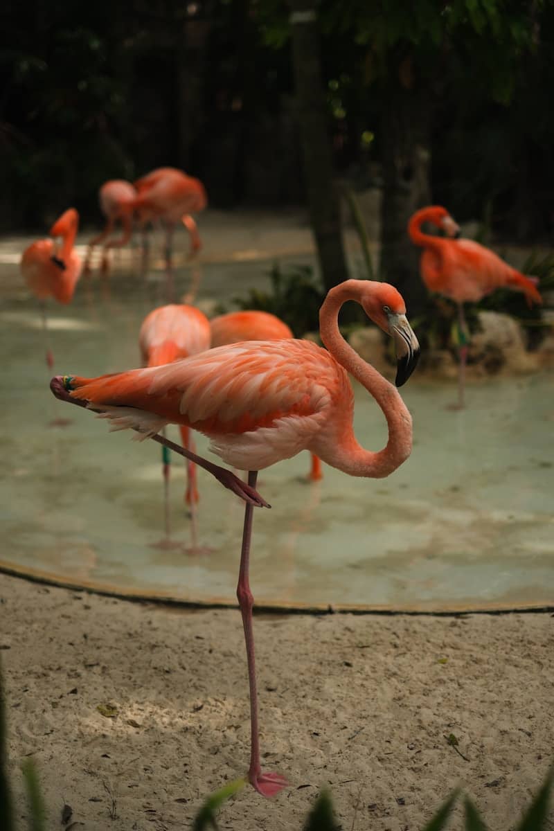 Flamingos stand on one leg in shallow water.