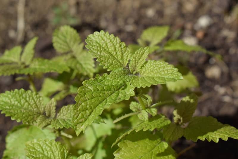 Light green, textured plant leaves.