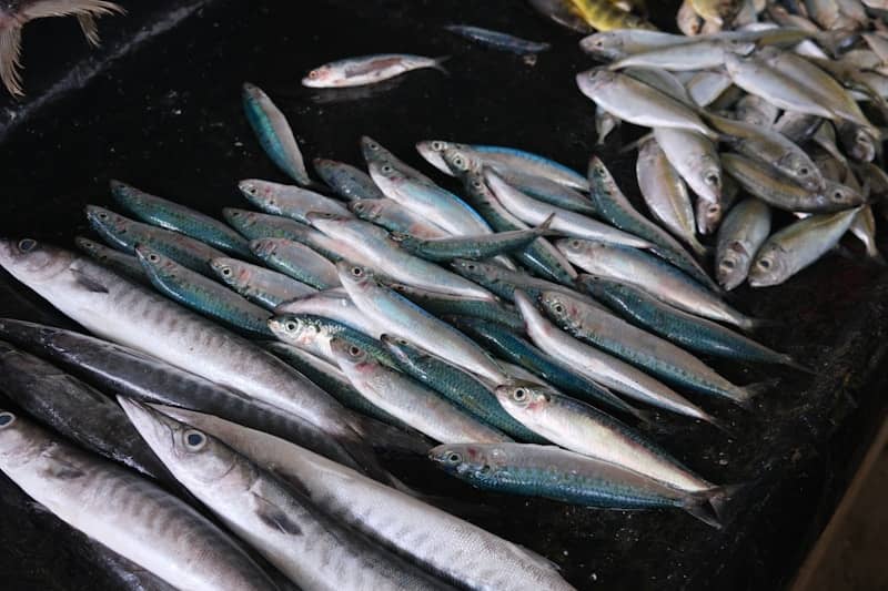 A large pile of fresh fish on a dark surface.