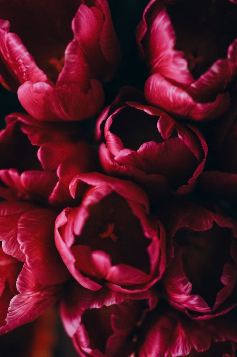 A close-up of deep pink tulips with dark shadows.