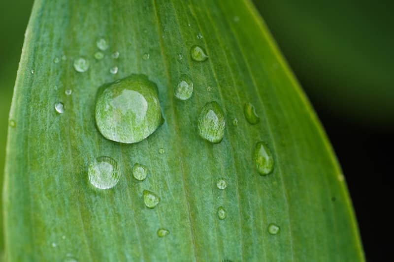 A green leaf with drops of water on it