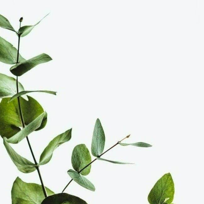 green leaf