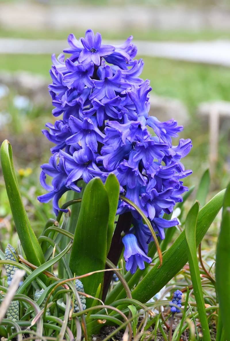 A beautiful purple hyacinth flower in bloom.
