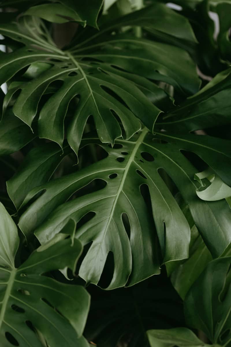 Close-up of lush green monstera plant leaves