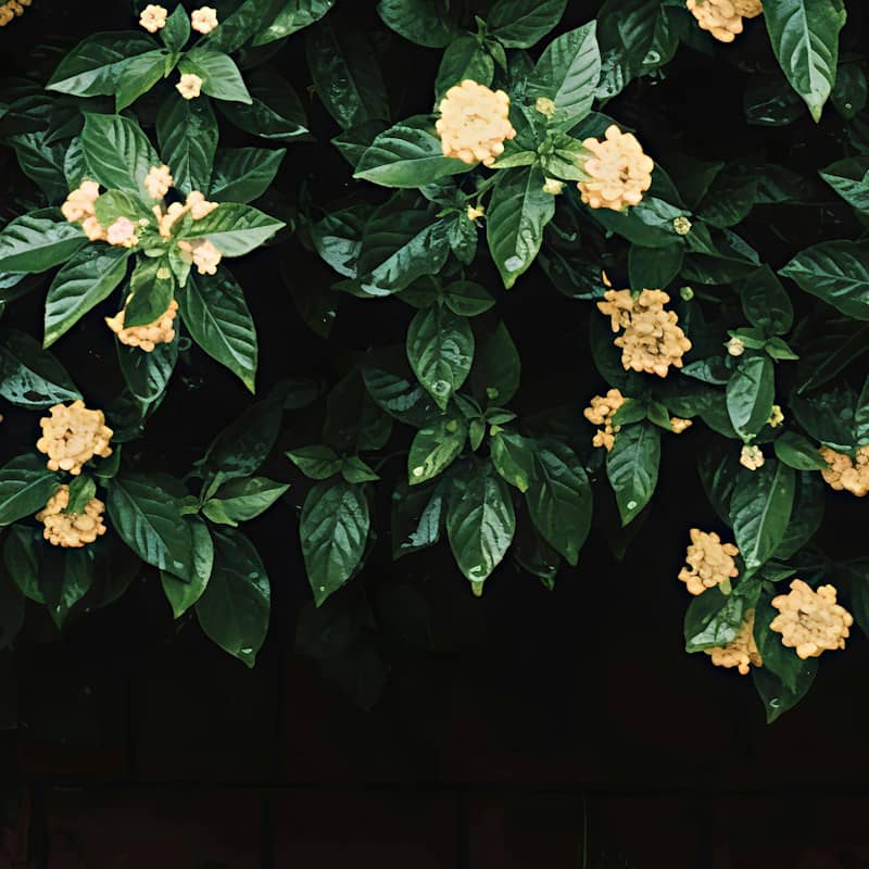 Clusters of small yellow lantana flowers among dark green leaves against a dark background