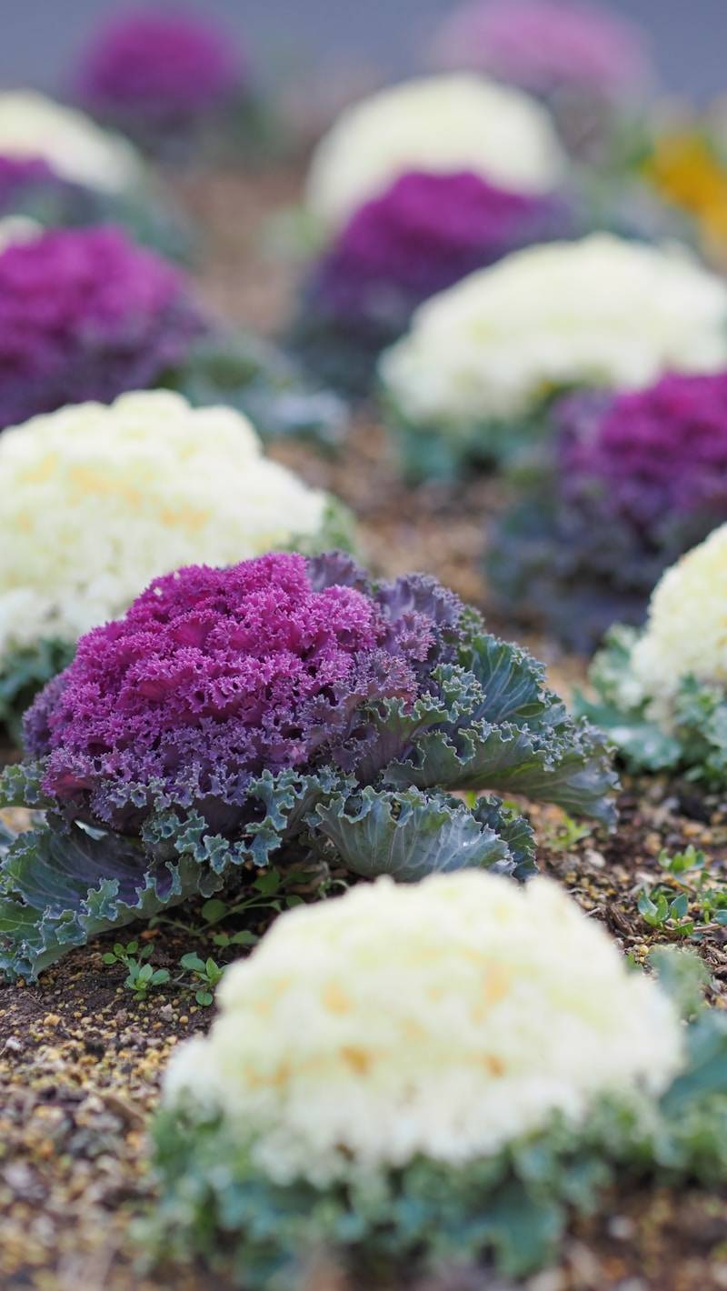 Rows of purple and white ornamental kale in soil.