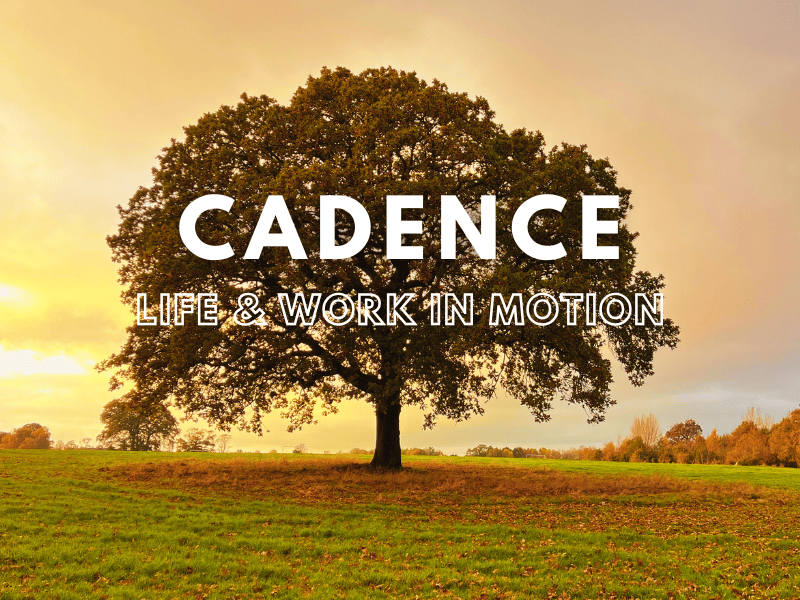 Cadence Life & Work in Motion Newsletter 91. Background image of oak tree in autumn light, by Mich Bondesio