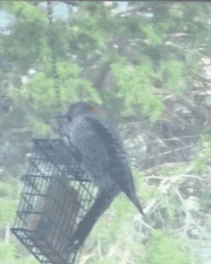 Birdsong Keeps me going