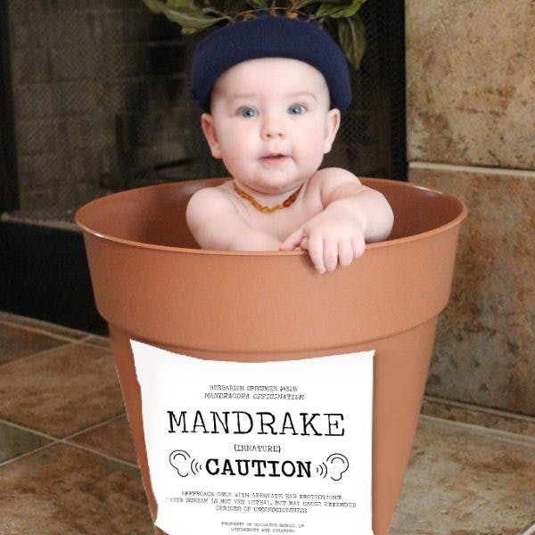 Harry Potter Newborn Shoot Features a Baby Mandrake