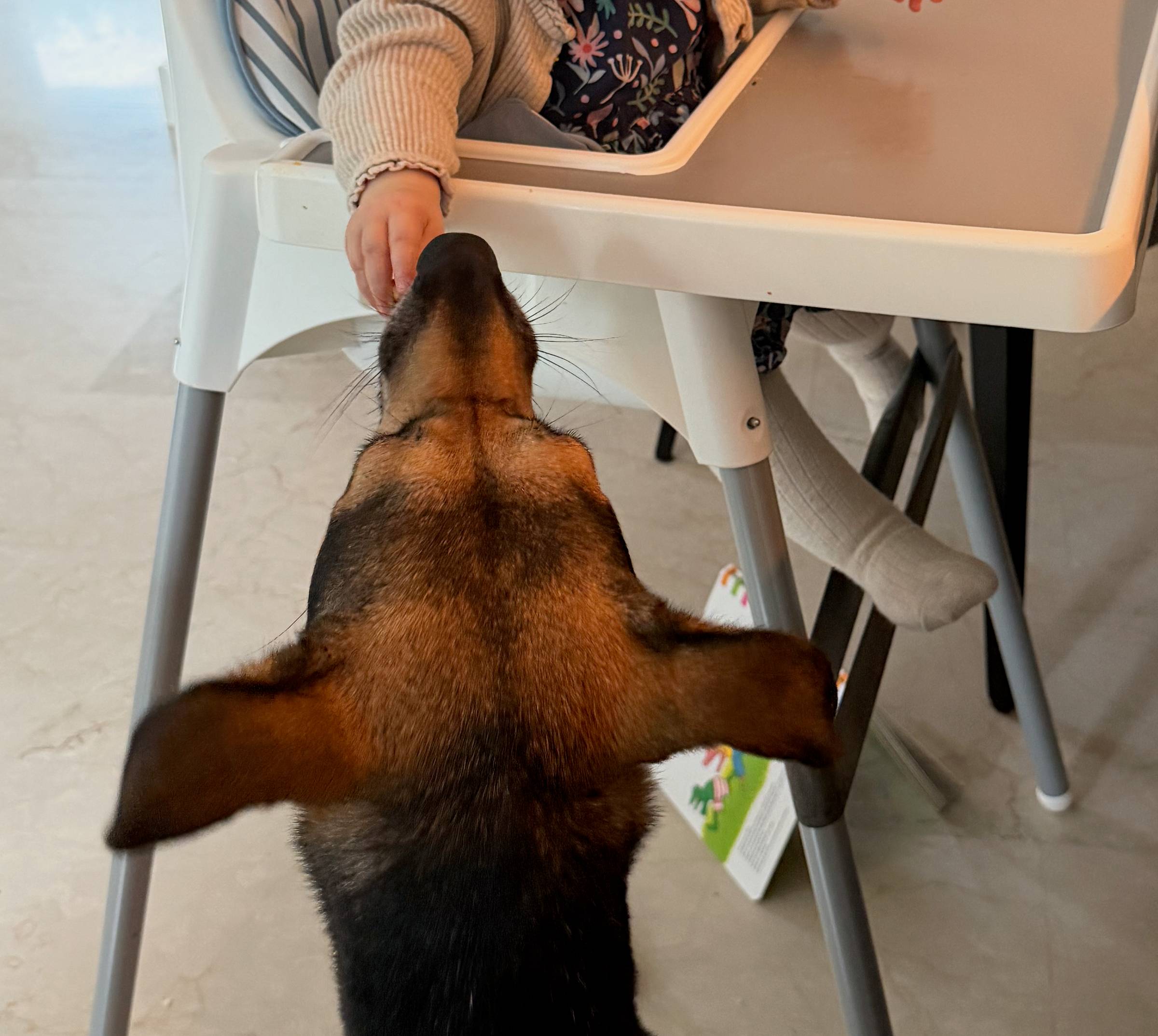 a toddler sitting in a high chair reaches down to feed the dog
