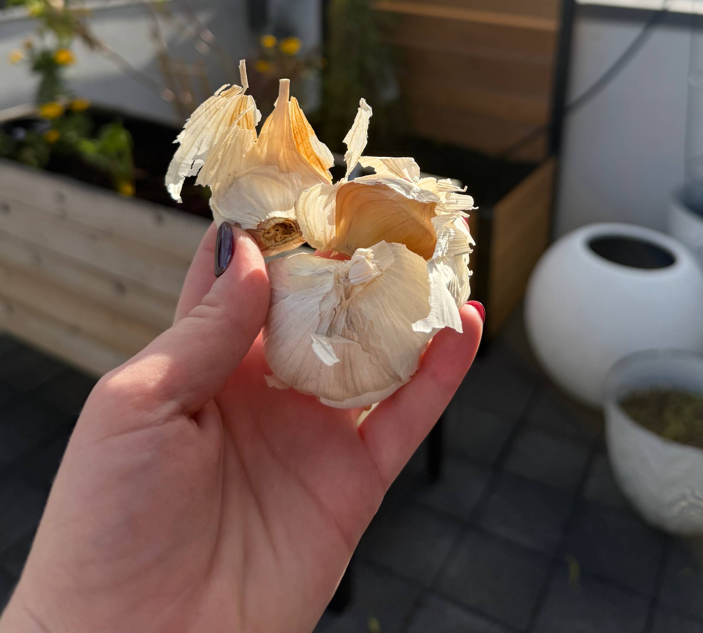 Natalie holds up a bulb of garlic in front of her raised garden bed