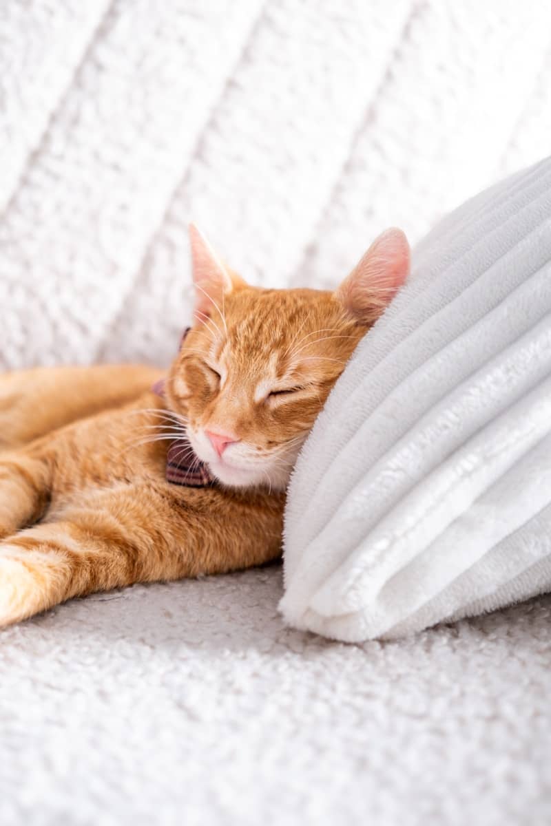 An orange cat laying on top of a white pillow