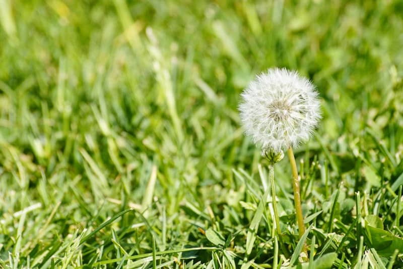 A single dandelion surrounded by green grass.