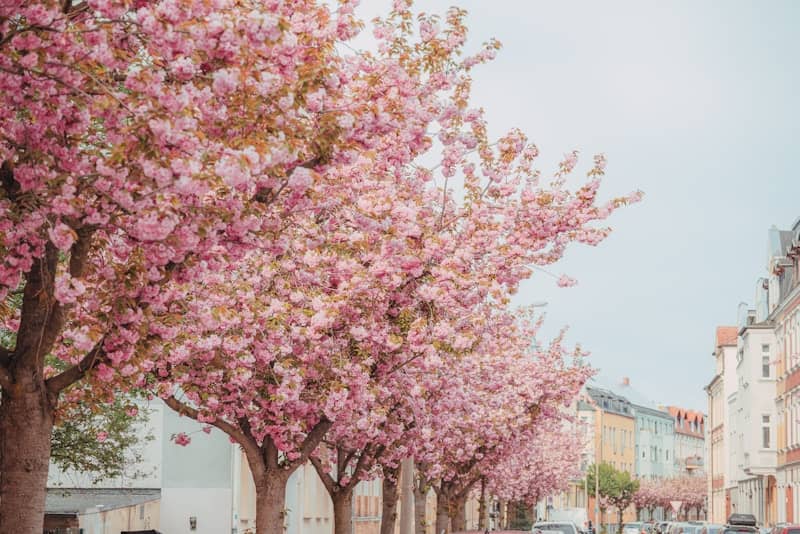 Cherry blossom trees line a beautiful street.