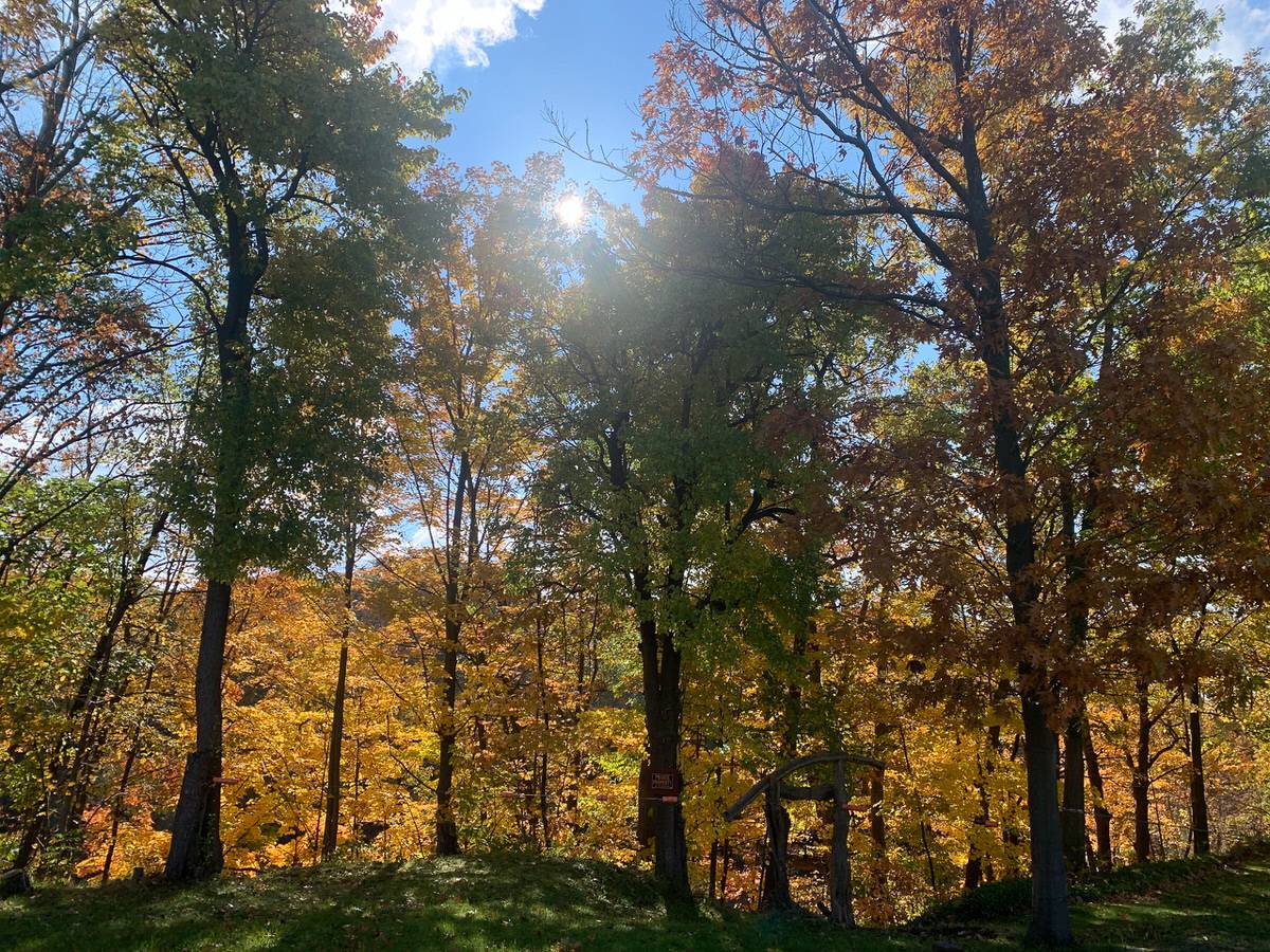 Fall trees
