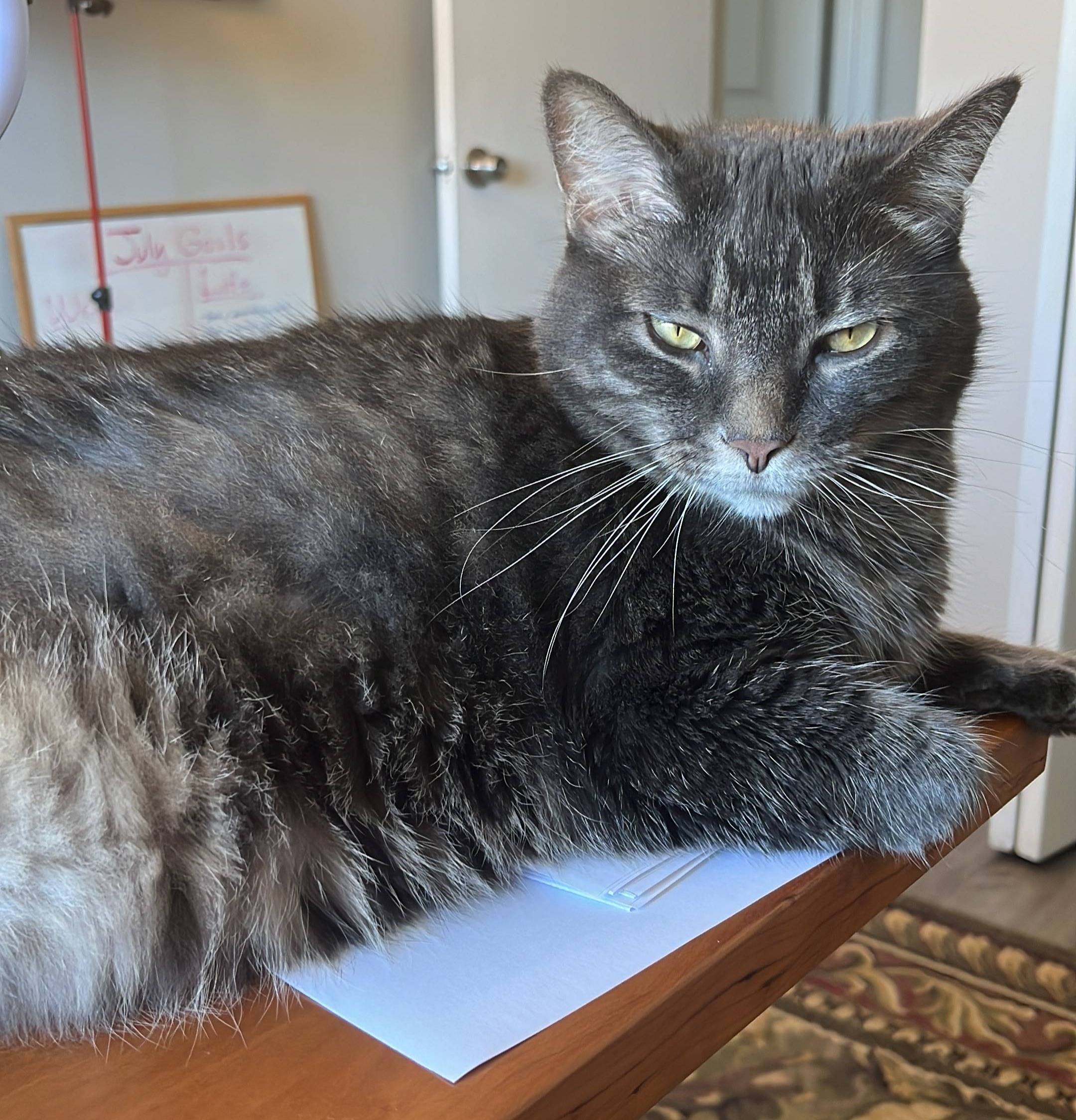 Bewley is a gray cat and is sprawled across Hannah's desk