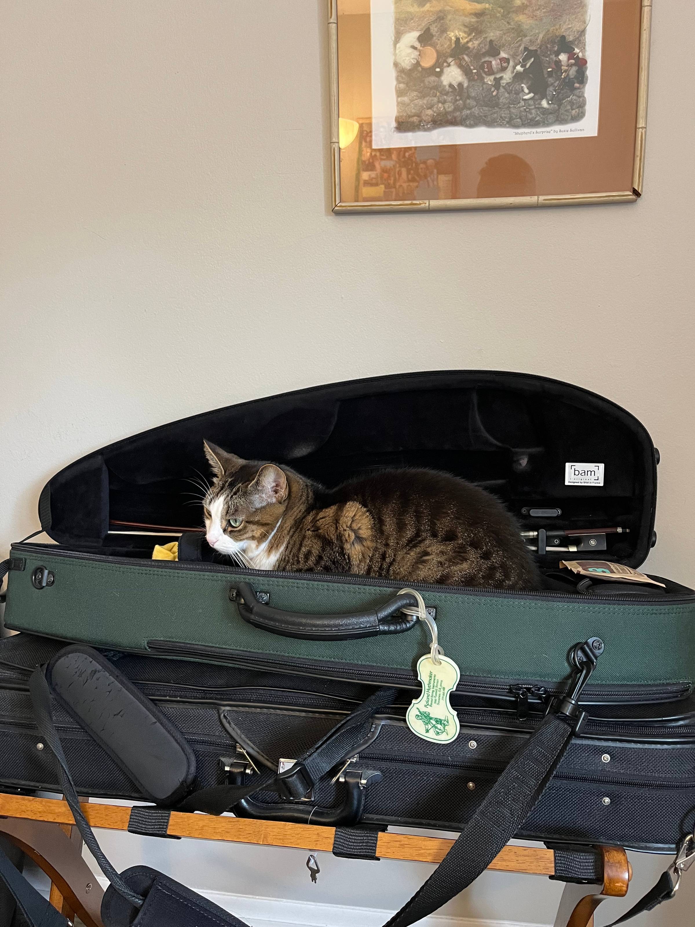 A brown and white cat sitting inside an open green fiddle case