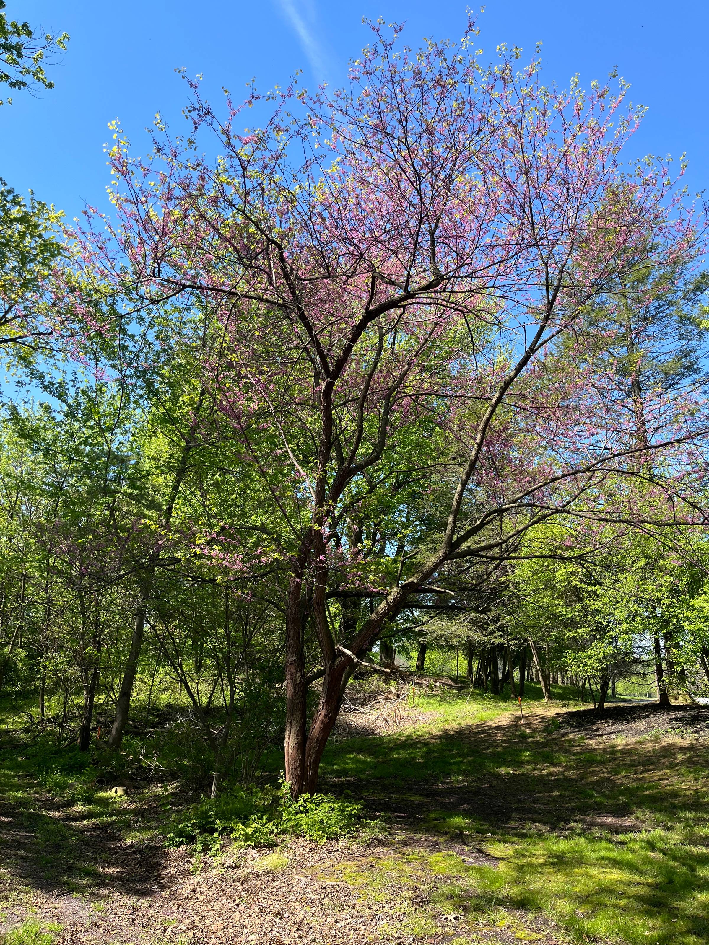 The greens and pinks of Spring outdoors on a walking trail