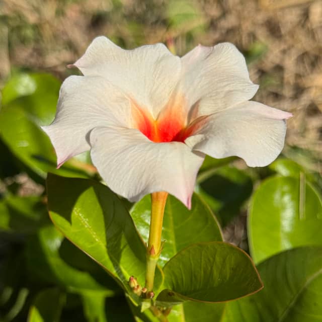 Mandevilla flower from Lia's garden