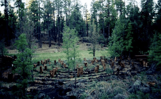 labryinth among the pines
