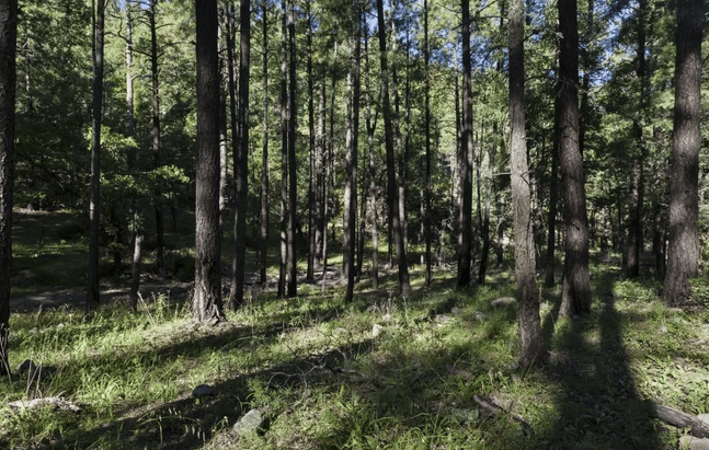 pine trees bathed in sunlight