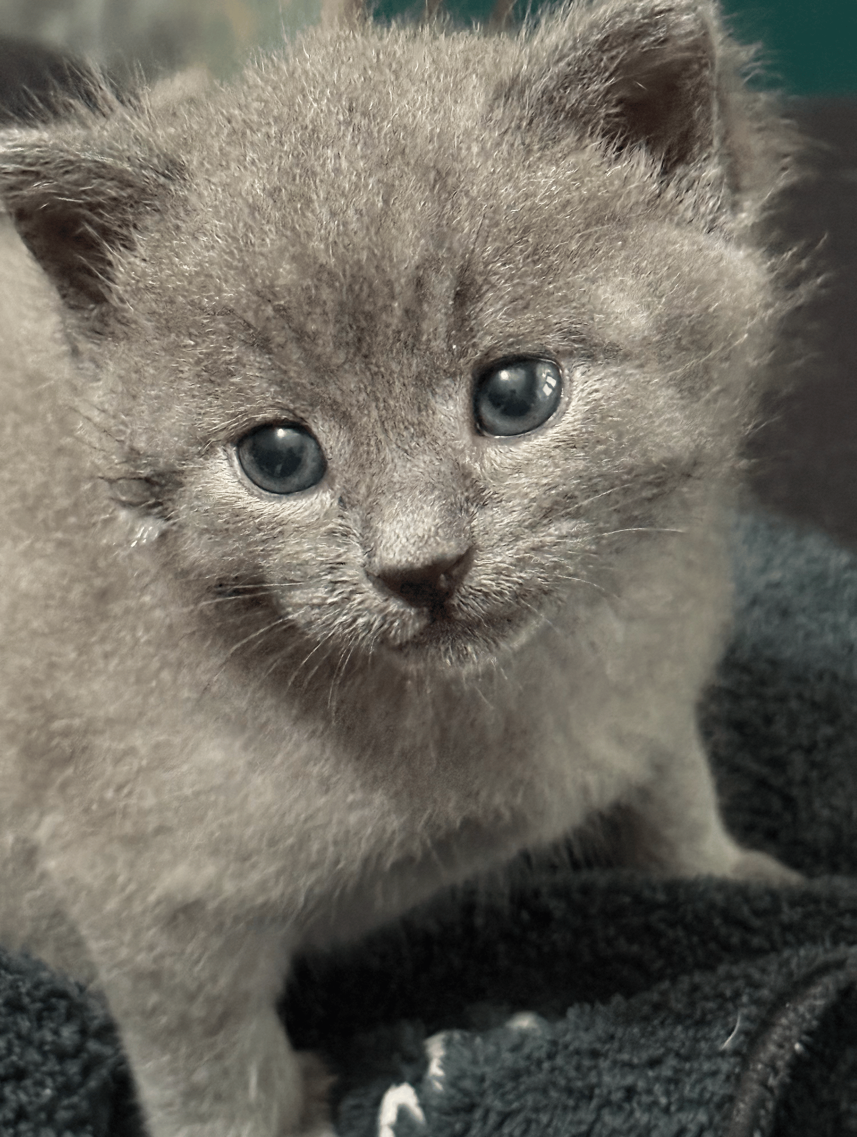 Tiny fluffy gray kitten with blue eyes smiling for the camera.