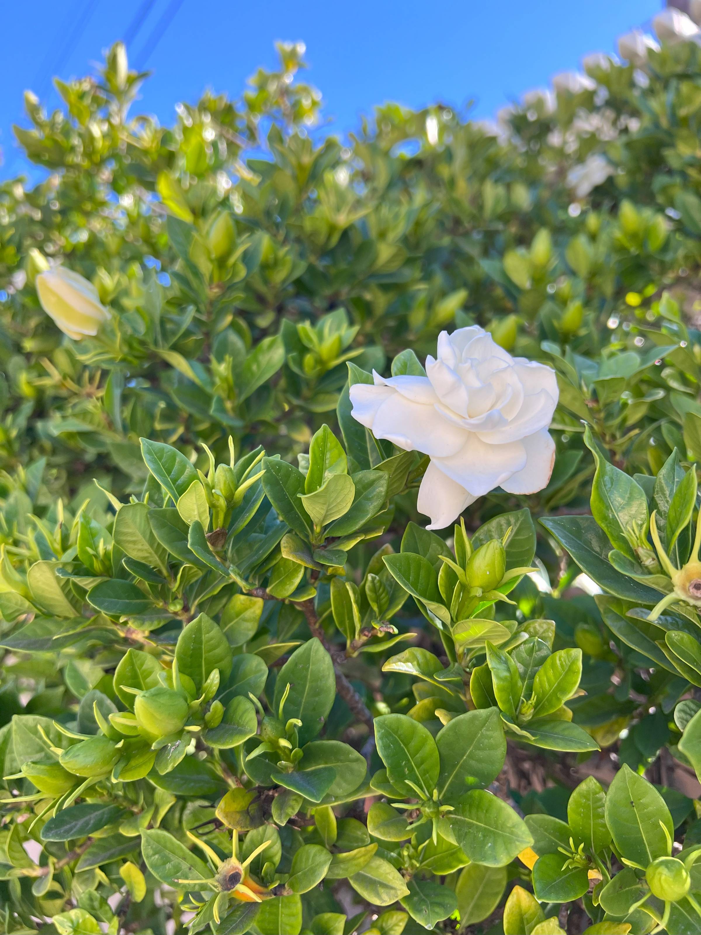 gardenia