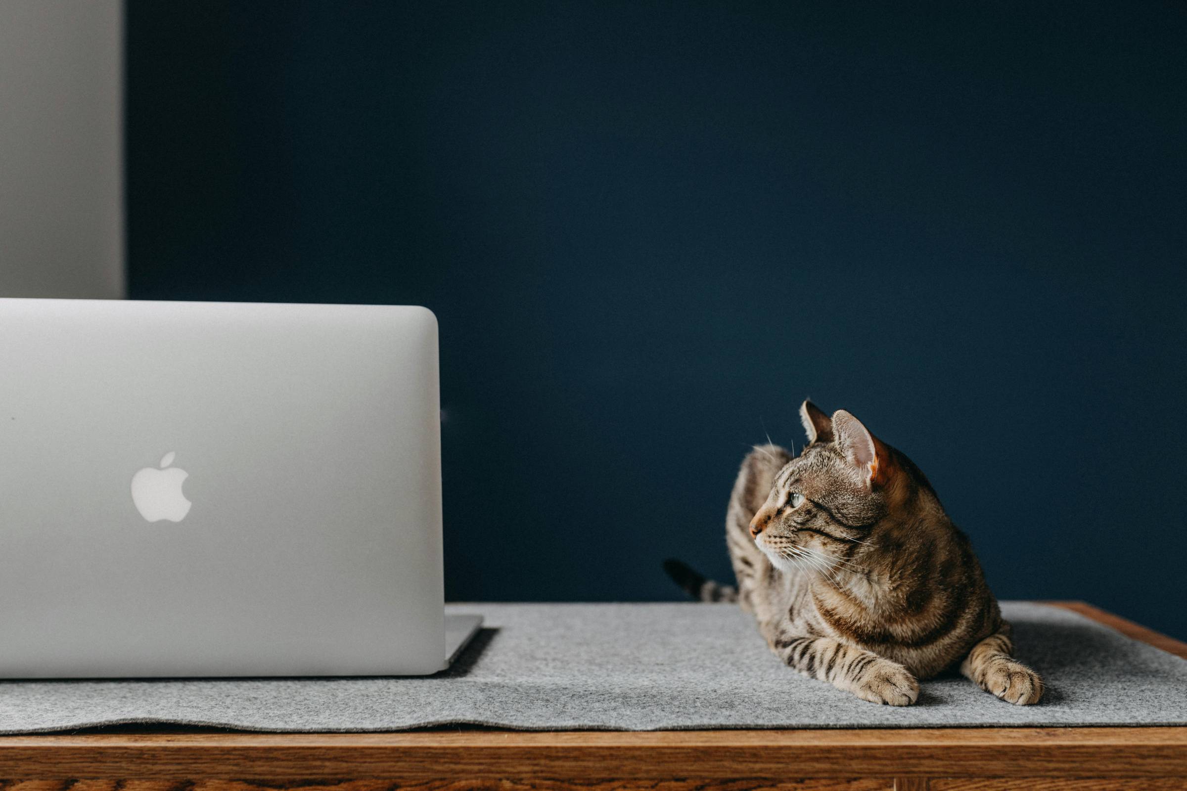 cat looking at laptop