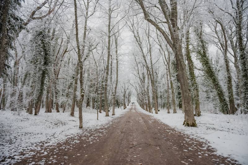 Snowy path through a winter forest with bare trees