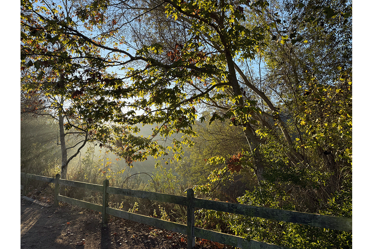 Photo of sun filtering through green trees beyond a wood fence during sunrise.