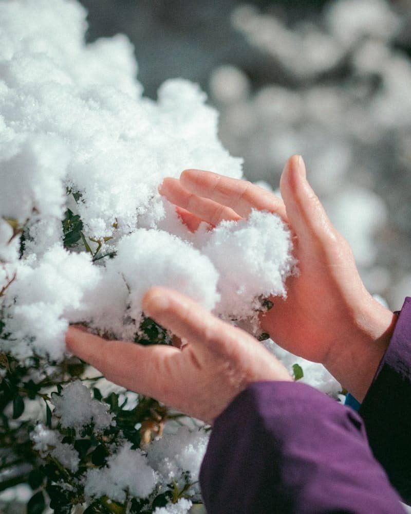 A person's hand reaching for snow on a bush