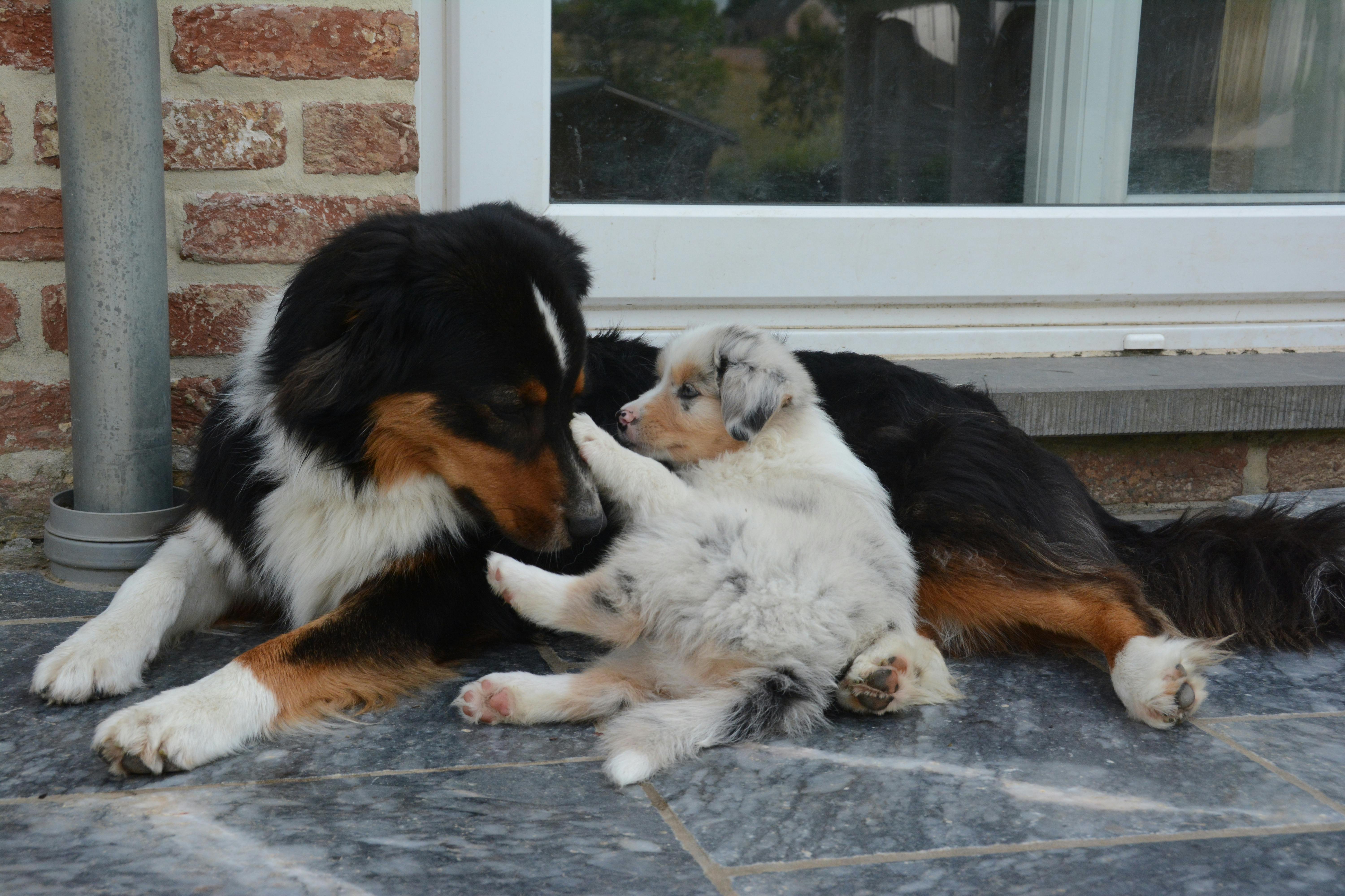 Zou et son tout premier chiot... moment d'émotion intense