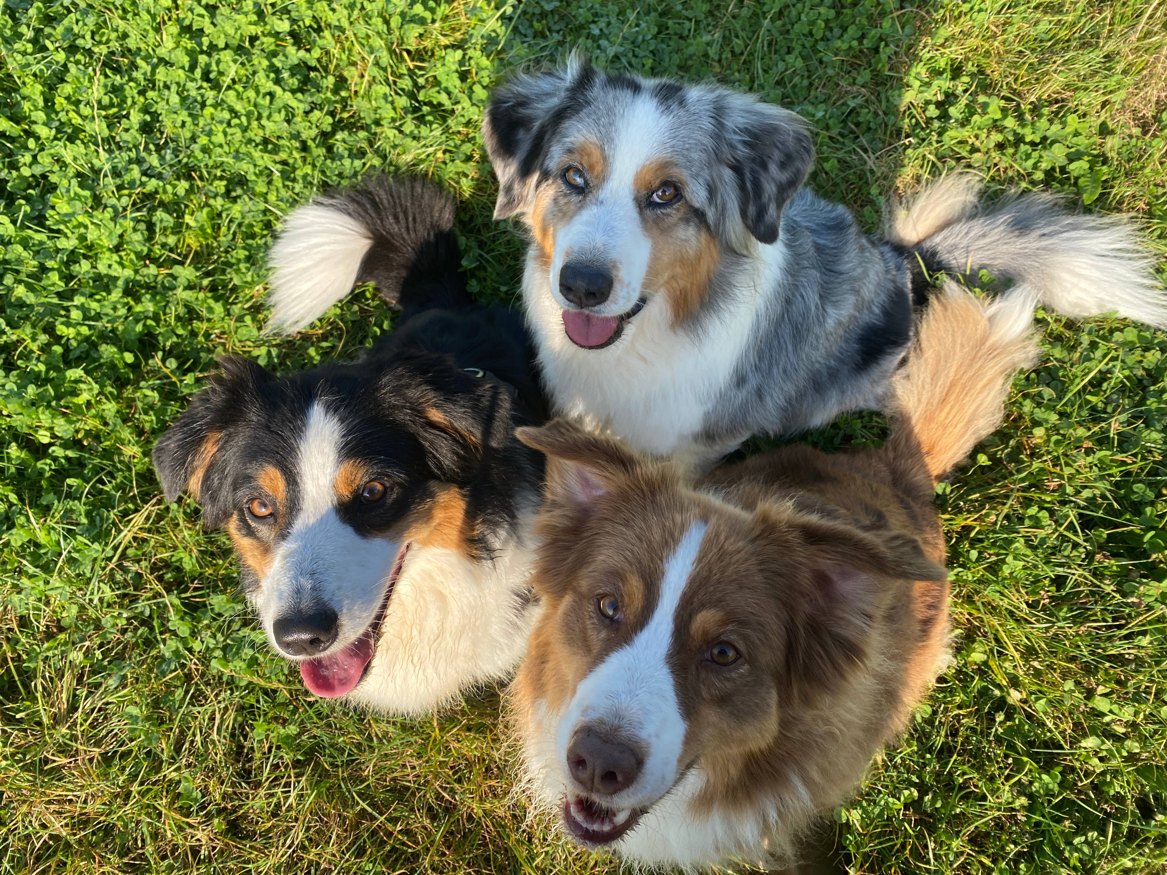 Keziah, Bliss et Zou en promenade