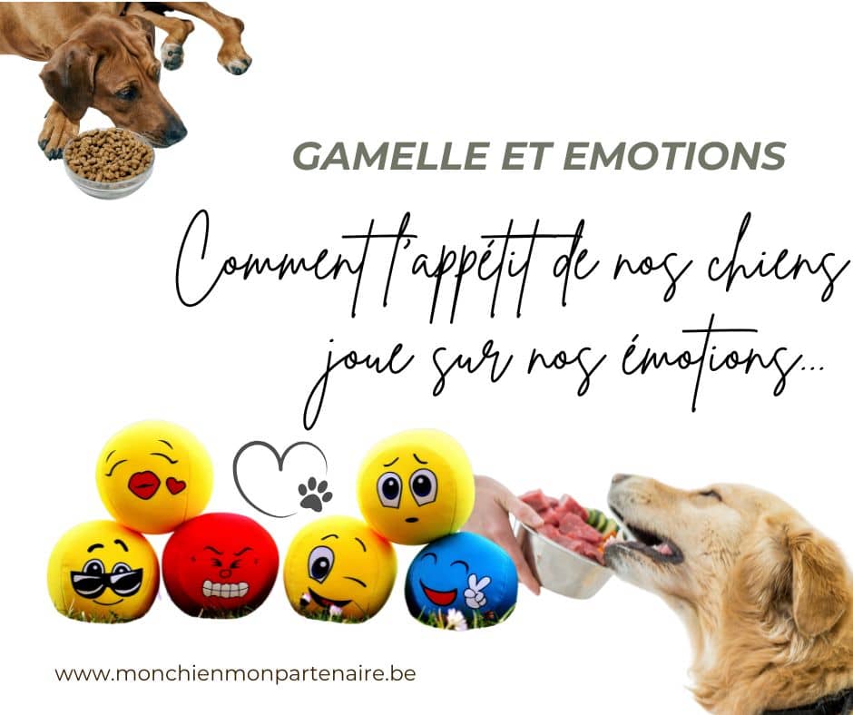 Quand nos chiens boudent leurs repas, nos émotions peuvent faire la java...