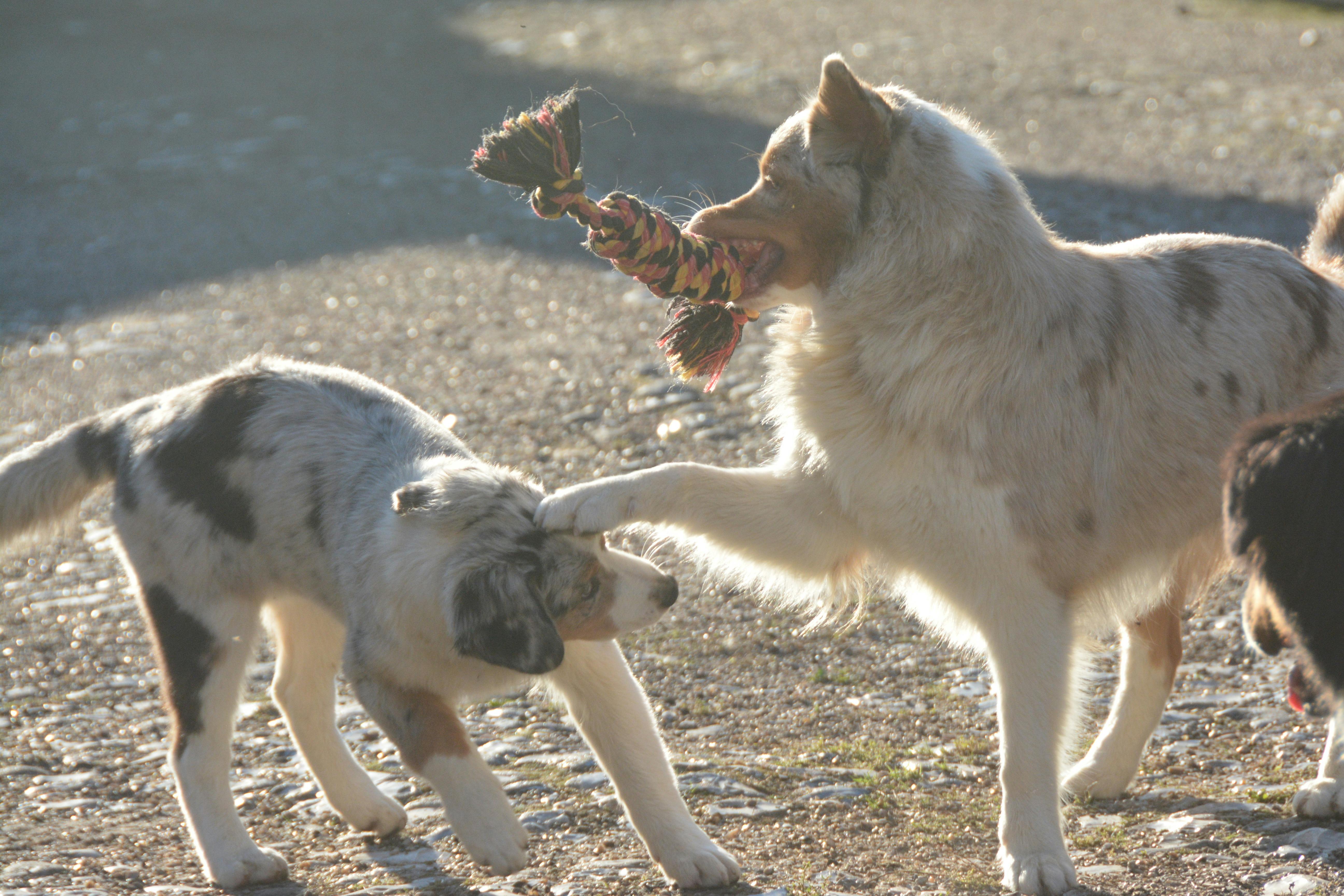 Entre chiens, poser des limites est naturel!