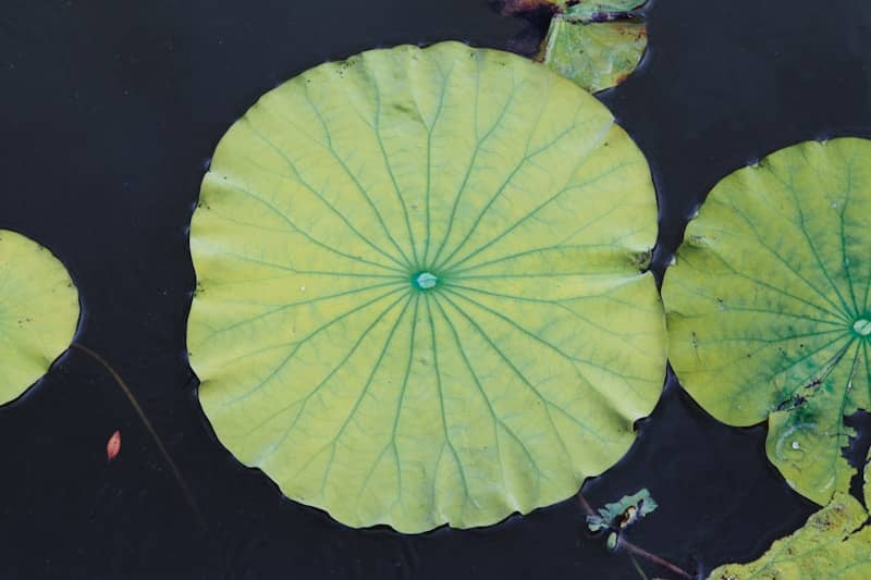 Lily pads float on the water's surface.