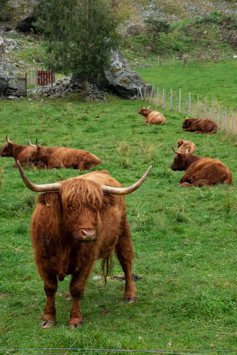 A herd of cattle laying on top of a lush green field