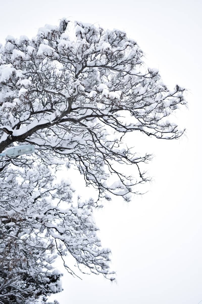 A large tree covered in snow on a snowy day
