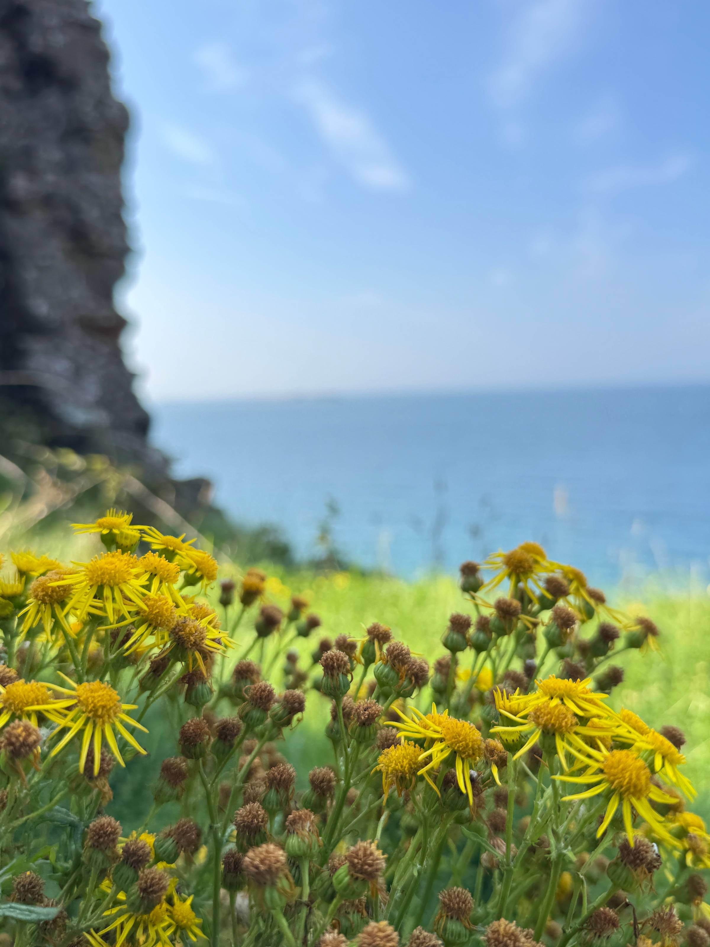 Wildflowers and the North Atlantic, Bushmills