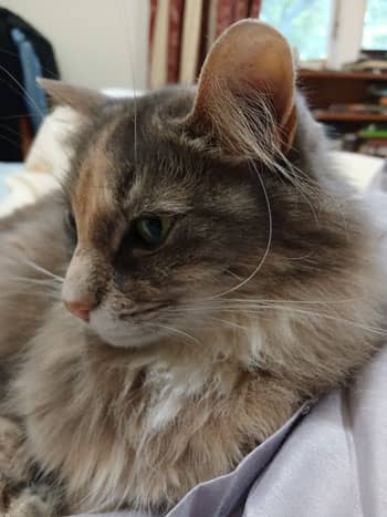 Maisie a cream, orange and grey long-haried tabby looking gorgeous, head turned from the camera. . 