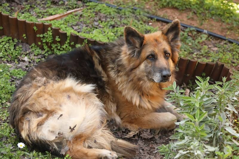 A fluffy german shepherd dog rests on the grass.