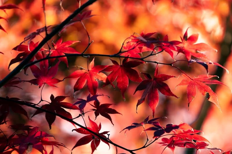 A tree with red leaves in the fall